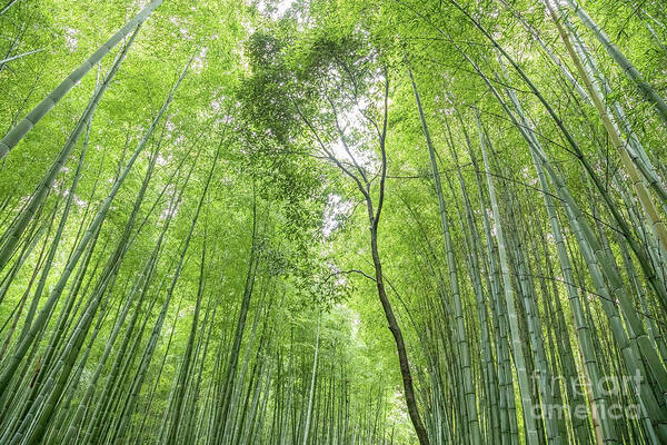 Nature Poster featuring the photograph Bamboo forest in Kyoto, Japan by Julia Hiebaum