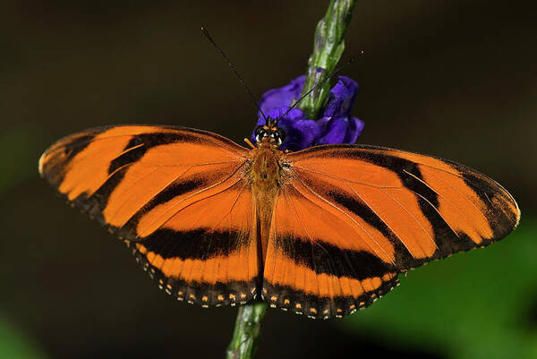 Banded Orange Butterfly Poster featuring the photograph Banded Orange Butterfly by JT Lewis
