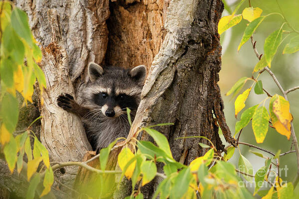 Raccoon Poster featuring the photograph Bandit by Aaron Whittemore