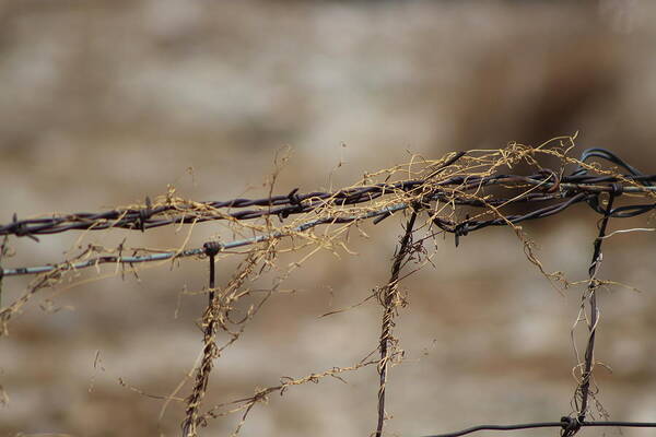 Golden Poster featuring the photograph Barbed Wire Entwined with Dried Vine in Autumn by Colleen Cornelius