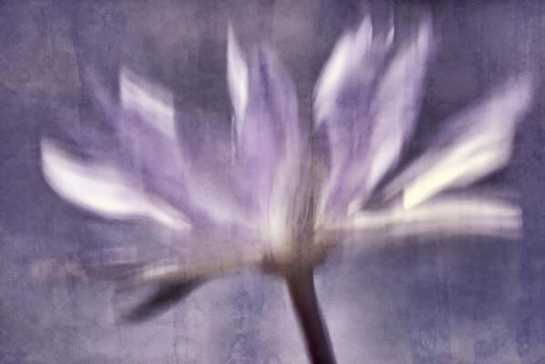 Water Lily Poster featuring the photograph Barely There toned by Leda Robertson