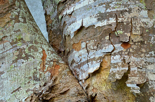  Pine Poster featuring the photograph Bark Composition 9 by Lynda Lehmann