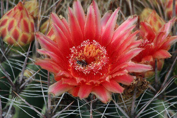 Barrel Cactus Flower Poster featuring the photograph Barrel Cactus Flower by Tom Janca
