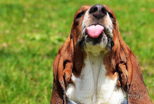  Basset Poster featuring the photograph Basset Hound Slobber by Marysue Ryan