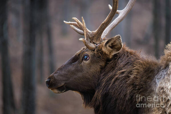 Elk Poster featuring the photograph Battle Scar by Andrea Silies