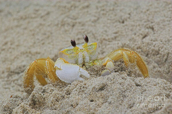 Sand Poster featuring the photograph Beach Crab in Sand by Randy Steele