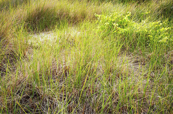 Marram Poster featuring the photograph Beach Grasses Number 8 by Steve Gadomski