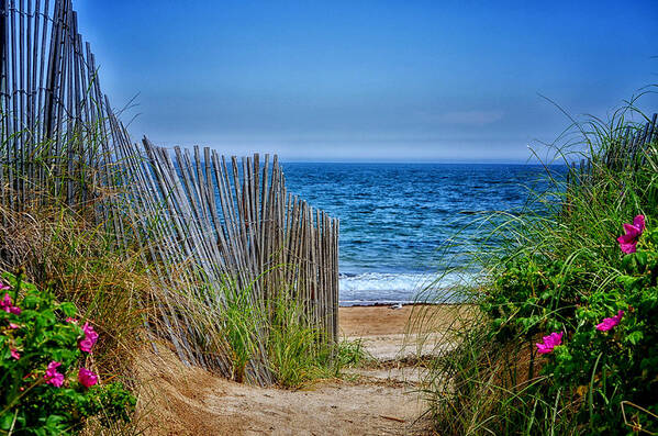 Beach Poster featuring the photograph Beach Roses by Tricia Marchlik
