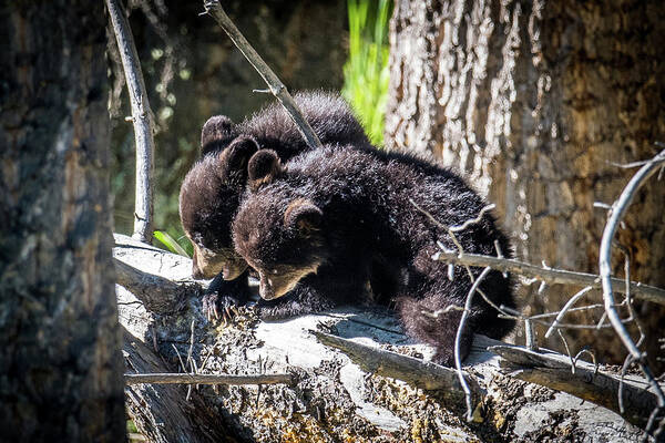 Black Bear Poster featuring the photograph Bear Cubs by Paul Freidlund