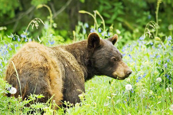 Bear Poster featuring the photograph Bear In Flowers by Gary Beeler