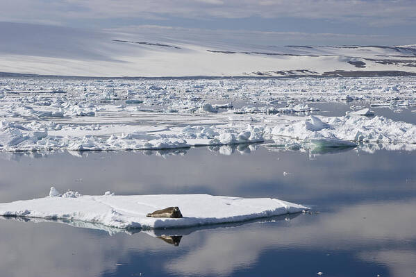 Mp Poster featuring the photograph Bearded Seal Erignathus Barbatus On Ice by Konrad Wothe