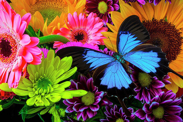 Daisy Poster featuring the photograph Beautiful Blue Butterfly In Bouquet by Garry Gay