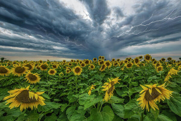 Field Poster featuring the photograph Beautiful Disaster by Aaron J Groen