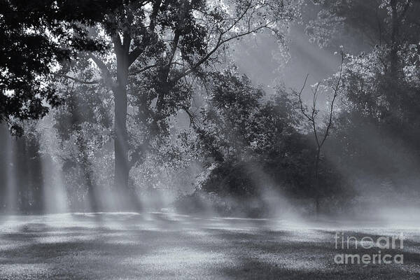 Beautiful Morning Light Poster featuring the photograph Beautiful Morning Light by Rachel Cohen