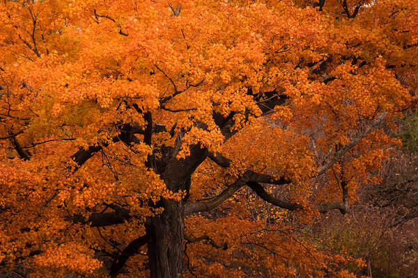 Gold Poster featuring the photograph Beautiful orange tree on a fall day by Joni Eskridge