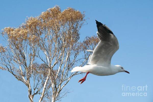 Seagull Poster featuring the photograph Beautiful Australian Seagull. Exclusive Photo Art. by Geoff Childs