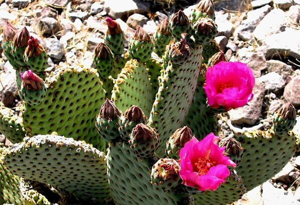 Beavertail Cactus Poster featuring the photograph Beavertail Cactus by Will Borden