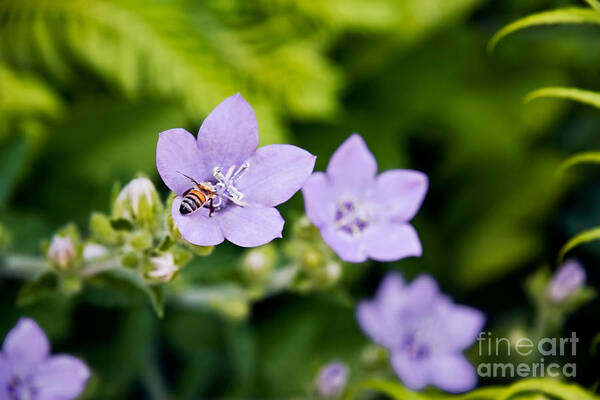 Flowers Poster featuring the photograph Bee on Lavender Flower by Sherry Curry