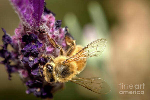 2017 Poster featuring the photograph Bee on Lavender by Shawn Jeffries