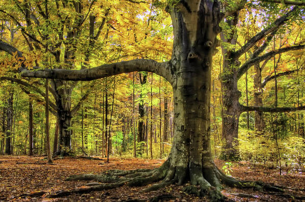 Beech Trees Poster featuring the photograph Beech Trees by Jim Dollar