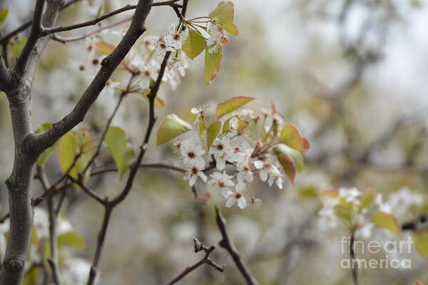 Before The Spring Rain Poster featuring the photograph Before the Spring Rain by Maria Urso