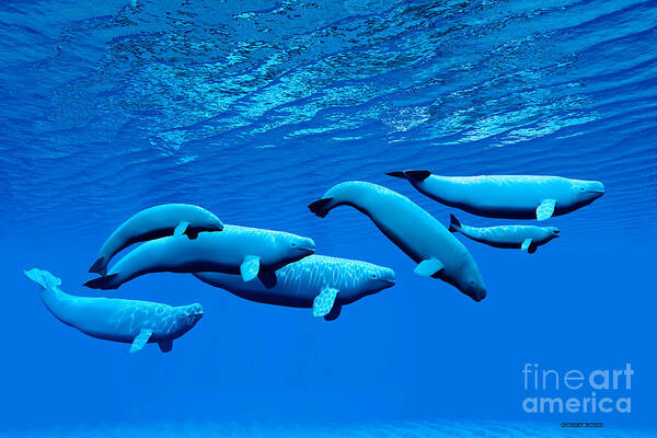 Beluga Whale Poster featuring the painting Beluga Whale Pod by Corey Ford