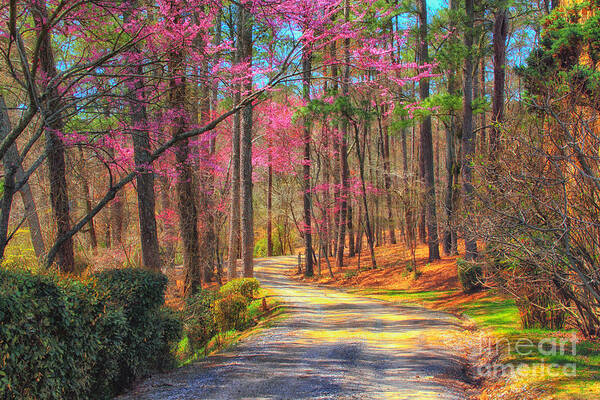 Spring Poster featuring the photograph Berry's Back Road by Geraldine DeBoer