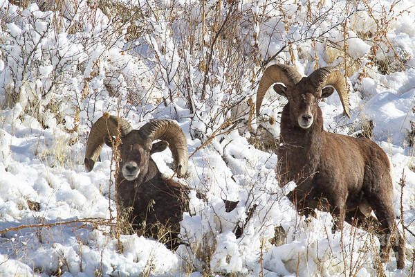 Bighorn Sheep Poster featuring the photograph Best Buds by Jim Garrison