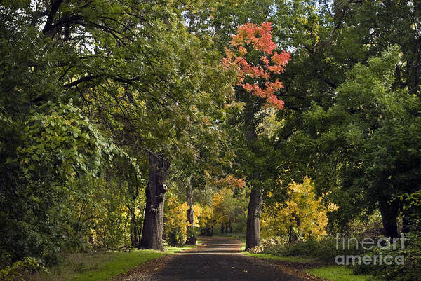 Landscape Poster featuring the photograph Bidwell Park by One Mile by Richard Verkuyl