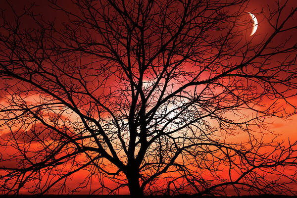 Tree Poster featuring the photograph Big Bad Moon by Philippe Sainte-Laudy