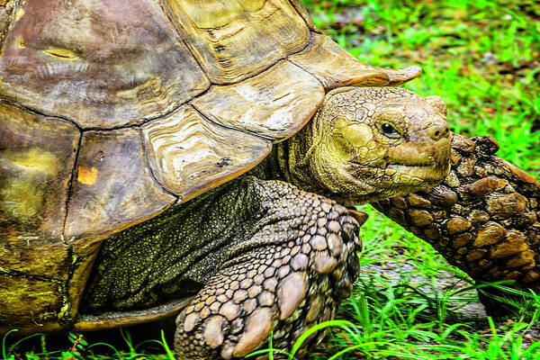 Turtle Poster featuring the photograph Big boy by Camille Lopez