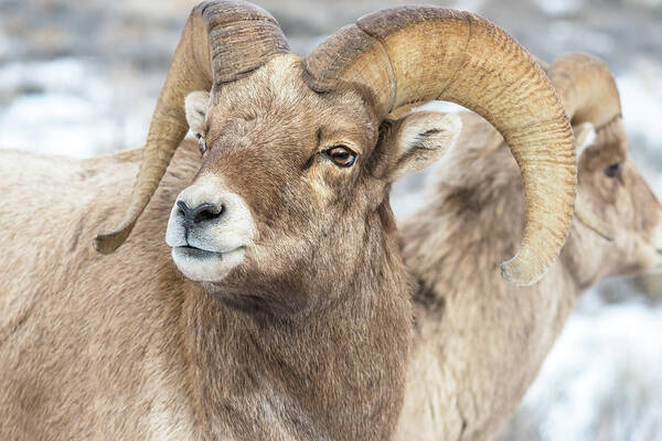 Big-horn Sheep Poster featuring the photograph Big-Horn Competition by Yeates Photography