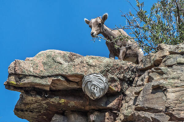 Big Horn Sheep Poster featuring the photograph Big Horn Lamb Overlooking Hornets Nest by Stephen Johnson