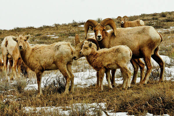 Big Horn Sheep Poster featuring the photograph Big Horn Sheep by Greg Norrell