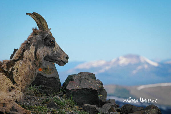 Big Horn Sheep Poster featuring the photograph Big Horn Sheep by Joan Wallner