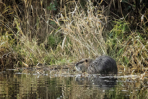 Nutria Poster featuring the photograph Big Nutria by Belinda Greb
