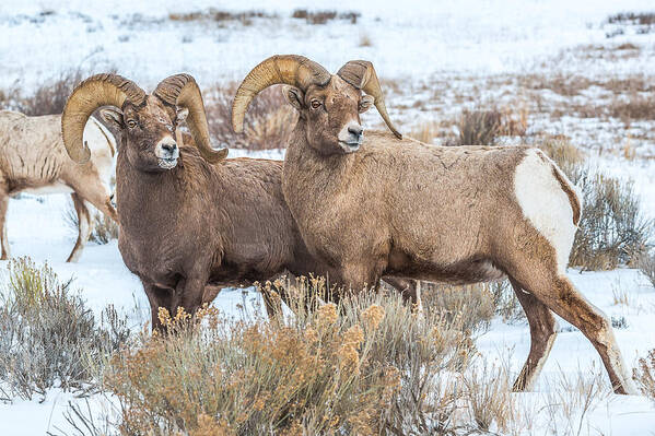 Big-horn Rams Poster featuring the photograph Big Ram Brothers by Yeates Photography