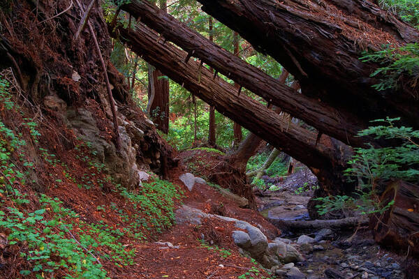 Big Sur Poster featuring the photograph Big Sur Redwood Canyon by Charlene Mitchell