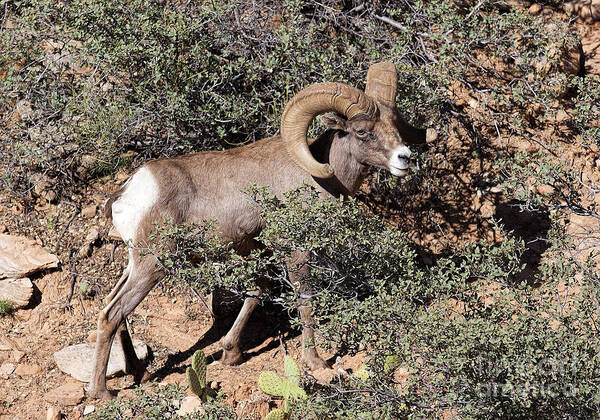 Bighorn Sheep Poster featuring the photograph Bighorn Ram by Richard Lynch