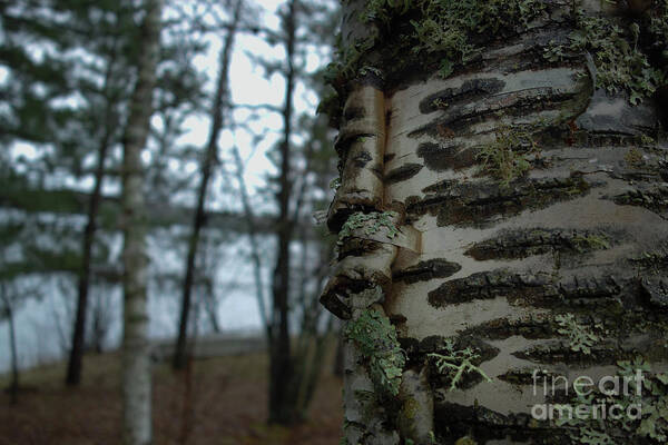 Paper Birch Trees Poster featuring the photograph Birch Bark 2 by Jacqueline Athmann