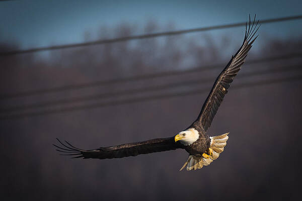 Photograph Poster featuring the photograph Bird in Flight by Cindy Lark Hartman