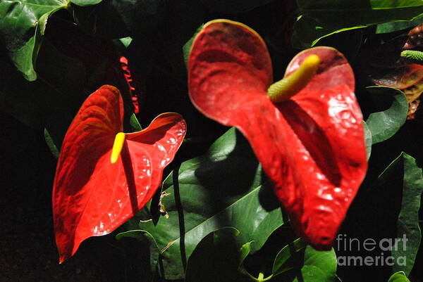 Flower Poster featuring the photograph Anthurium by Jacqueline M Lewis