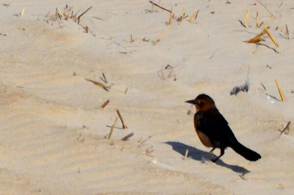 Bird On The Beach Poster featuring the painting Bird on the beach by Jeelan Clark