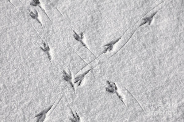 Winter Poster featuring the photograph Bird tracks in the snow by Sophie McAulay