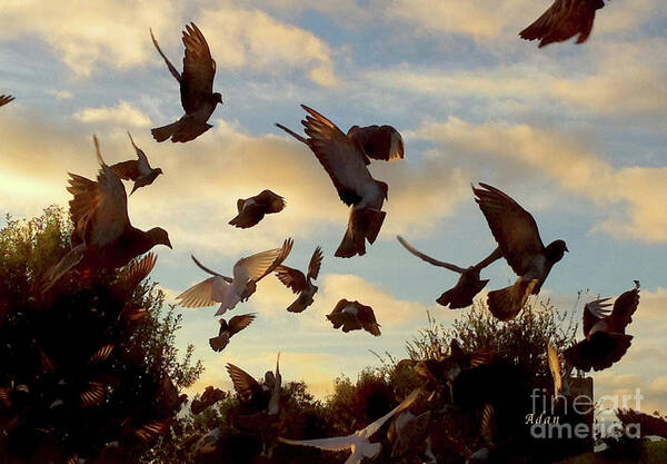 Butler Park Austin Texas Poster featuring the photograph Birds and Fun at Butler Park Austin - Birds 1 by Felipe Adan Lerma