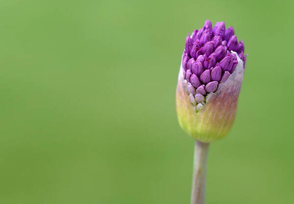 Allium Budding Poster featuring the photograph Birthing Springtime by Linda Mishler