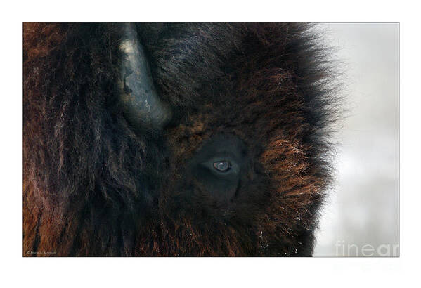 Bison Poster featuring the photograph Bison Bull's Eye by Bruce Morrison