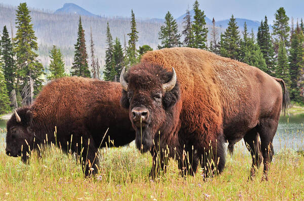 Bison Poster featuring the photograph Bison by Greg Norrell