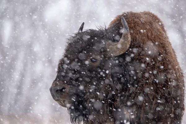 #americanbison Poster featuring the photograph Bison in Snow by Philip Rodgers
