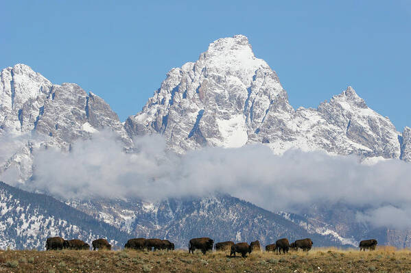 Bison Poster featuring the photograph Bison in the Tetons by Wesley Aston